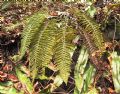 Polystichum setiferum